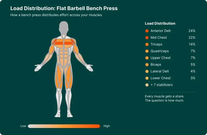 Zenith's anatomical heatmap showing how a bench press distributes load across your muscles. Chest and delts show high activation, stabilizers show minimal.